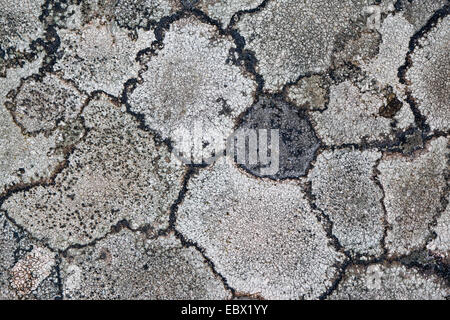 Plusieurs différents lichenes lichens crustacés sur un rocher dans les Alpes, France Banque D'Images