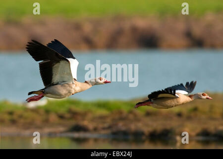 Egyptian goose (Alopochen aegyptiacus), deux individus battant, Pays-Bas, Texel Banque D'Images