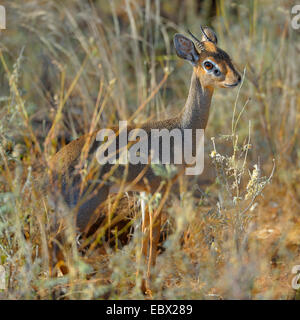 Kirk's hôtel dikdik, Kirk's dik-dik, Damara dik-dik (Madoqua kirkii), homme caché dans l'herbe haute, Kenya, Samburu National Reserve Banque D'Images