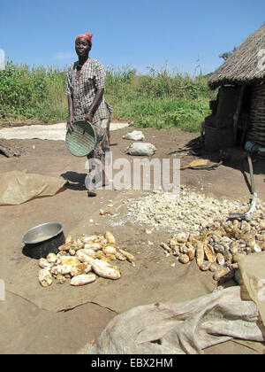Le manioc, le manioc, Tapioc, Tapioca (Manihot esculenta), camp de réfugiés pour les personnes déplacées dans le nord de l'Ouganda autour de Gulu, simple maison de terre en arrière-plan, femme cuisiner avec du manioc, de l'Ouganda, Gulu Banque D'Images