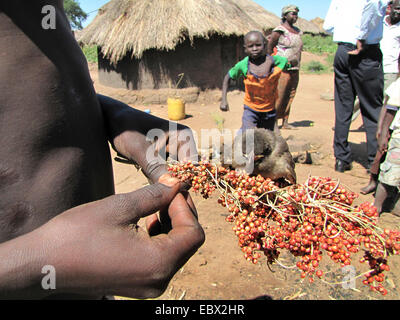 Camp de réfugiés pour les personnes déplacées dans le nord de l'Ouganda autour de Gulu, simple maison de terre en arrière-plan, Garçon jouant avec un oiseau, l'Ouganda, Gulu Banque D'Images