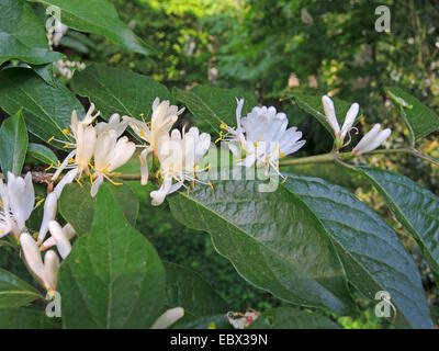 Chèvrefeuille (Lonicera maackii Amur), la direction générale en fleurs Banque D'Images