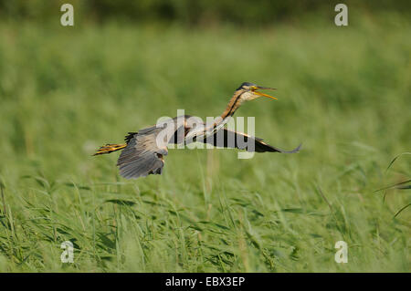 Héron pourpré (Ardea purpurea), volant au-dessus de la quenouille, Pays-Bas, Hollande-mérid. Banque D'Images