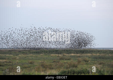 Étourneau sansonnet (Sturnus vulgaris), grand troupeau d'étourneaux survolant un pré, le Danemark, l'Westjuetland Banque D'Images