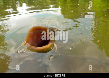 La carpe, la carpe commune, la carpe (Cyprinus carpio), à la surface de l'eau d'un étang du parc avec la bouche ouverte widly en attente d'alimentation, de l'Allemagne, Bade-Wurtemberg, Luisenpark Mannheim Banque D'Images