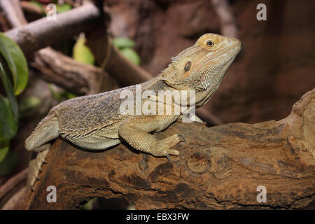 Dragon barbu (Amphibolurus barbatus, Pogona barbatus), assis sur une tige Banque D'Images