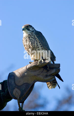 Faucon lanier (Falco biarmicus), sur le bras d'un Falconer, Allemagne Banque D'Images