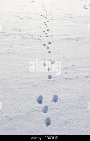 Lièvre d'Europe (Lepus europaeus), des empreintes de pas dans la neige, Allemagne Banque D'Images