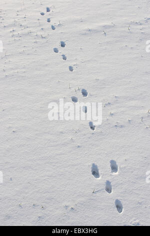 Lièvre d'Europe (Lepus europaeus), des empreintes de pas dans la neige, Allemagne Banque D'Images