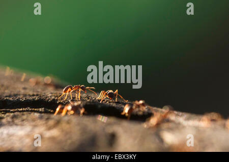 Ant sur un tronc d'arbre, Allemagne, Rhénanie du Nord-Westphalie Banque D'Images