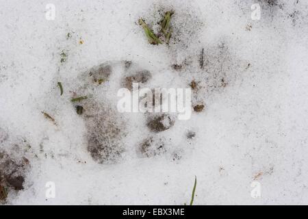 Blaireau Eurasien de l'Ancien Monde, le blaireau (Meles meles), imprimer des pieds dans la neige, Allemagne Banque D'Images
