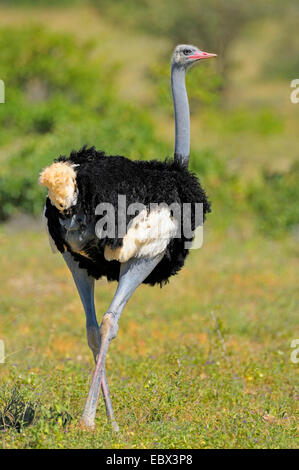 L'autruche de Somalie (Struthio camelus molybdophanes), homme dans son habitat, Kenya, Samburu National Reserve Banque D'Images