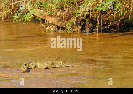 Le crocodile du Nil (Crocodylus niloticus), repose sur un banc de sable dans la rivière, au Kenya, Samburu National Reserve Banque D'Images