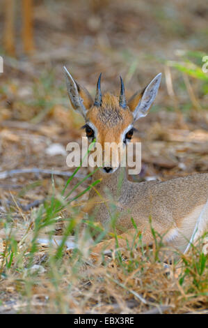 Kirk's hôtel dikdik, Kirk's dik-dik, Damara dik-dik (Madoqua kirkii), de repos mâle dans un abri, Kenya, Samburu National Reserve Banque D'Images