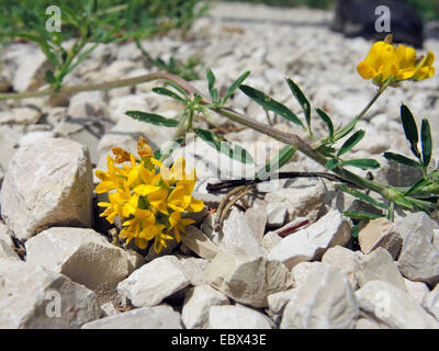 La drépanocytose, la luzerne lupuline faucille, jaune à fleurs jaunes, Lucerne la luzerne (Medicago falcata, Medicago sativa ssp. falcata), la floraison, l'Allemagne, Bade-Wurtemberg Banque D'Images