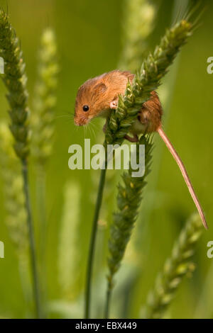 La récolte de l'Ancien Monde (souris Micromys minutus), assis sur un épi de blé, de l'Allemagne, Rhénanie-Palatinat Banque D'Images