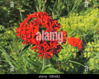 La croix maltaise (Lychnis chalcedonica, Silene chalcedonica), inflorescence Banque D'Images