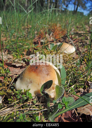 St George's (Calocybe gambosa) champignons, dans un pré Banque D'Images