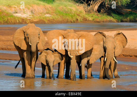 L'éléphant africain (Loxodonta africana), troupeau de boissons dans une rivière, Kenya, Samburu National Reserve Banque D'Images