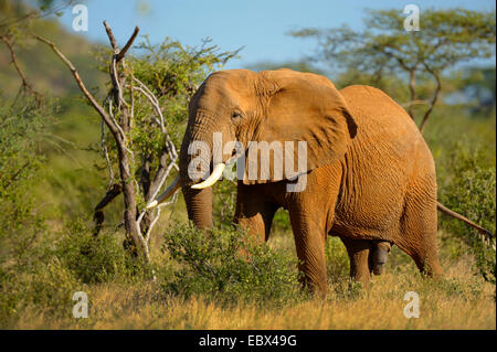 L'éléphant africain (Loxodonta africana), homme à Savannah, dans le nord du Kenya, Kenya, Samburu National Reserve Banque D'Images