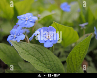 Navelwort, Blue-eyed Mary (Omphalodes verna), blooming Banque D'Images