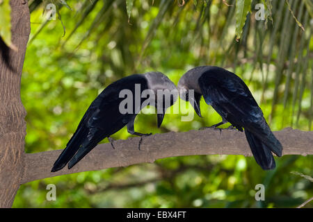 House crow (Corvus splendens), paire, l'Inde, Chennai Banque D'Images