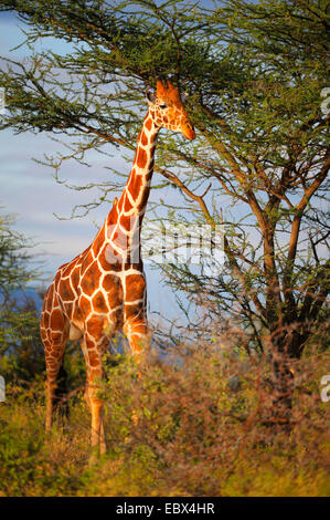 Giraffe réticulée (Giraffa camelopardalis reticulata), homme dans la lumière du matin, Kenya, Samburu National Reserve Banque D'Images