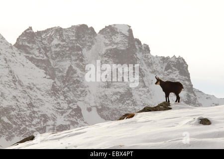 Chamois (Rupicapra rupicapra), seule personne en hiver, Italie, Parc National du Gran Paradiso Banque D'Images