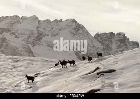 Chamois (Rupicapra rupicapra), groupe en hiver, Italie, Parc National du Gran Paradiso Banque D'Images