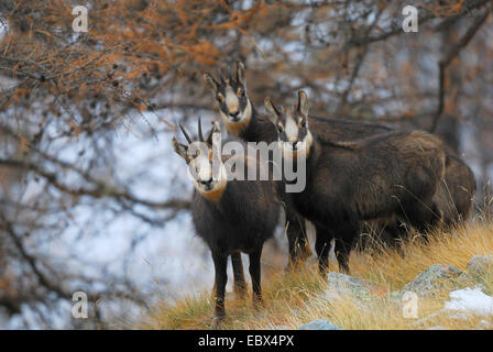 Chamois (Rupicapra rupicapra), groupe en hiver, Italie, Parc National du Gran Paradiso Banque D'Images