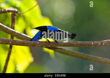 Blue Fairy-Bluebird (Irena puella, Irene puella), homme avec cigale, Inde, Îles d'Andaman Banque D'Images