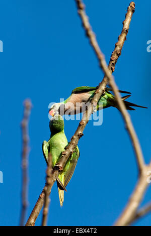 Parakeet Psittacula alexandri (JULES), avec les jeunes, de l'Inde, les îles d'Andaman Banque D'Images