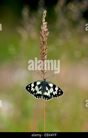 Blanc marbré (Melanargia galathea), assis sur un gras d'oreille, en Allemagne, en Rhénanie du Nord-Westphalie Banque D'Images