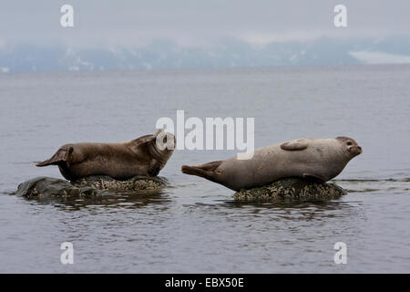 Le phoque, phoque commun (Phoca vitulina), reposant sur des rochers dans la mer, les glaciers en arrière-plan, la Norvège, Svalbard, Forlandsundet Fuglehuken Banque D'Images