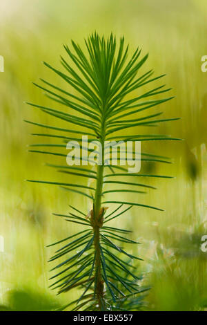 L'épinette de Norvège (Picea abies), plantule, Allemagne Banque D'Images