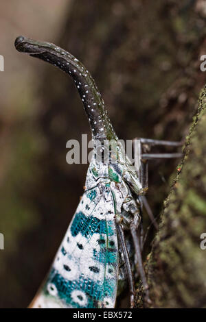 Lantern-bug (Pyrops sitiing spec), à un tronc d'arbre dans la forêt tropicale, l'Inde, les îles d'Andaman Banque D'Images