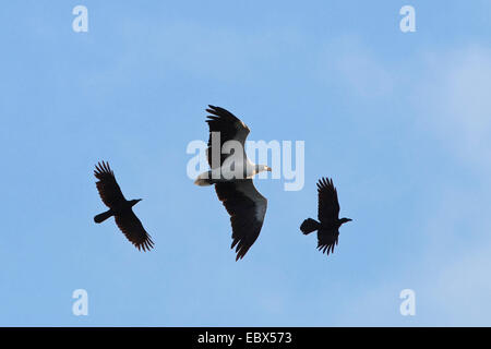 Jungle crow (Corvus macrorhynchos), Jungle corneilles attaquer Sea-Eagle à ventre blanc, Haliaeetus leucogaster, Inde, Îles d'Andaman Banque D'Images