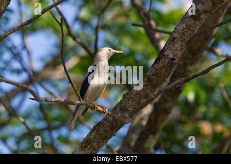 À TÊTE BLANCHE Étourneau sansonnet (Sturnus erythropygius), assis sur une branche, l'Inde, Iles Andaman, Havelock Island Banque D'Images