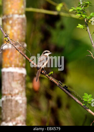 Pie-grièche brune (Lanius cristatus), assis sur une branche, l'Inde, les îles d'Andaman Banque D'Images