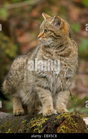 Chat Sauvage Européen, forêt wildcat (Felis silvestris silvestris), debout sur une pierre à un ruisseau, Allemagne Banque D'Images