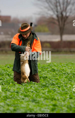 Lièvre d'Europe (Lepus europaeus), tireur d'un permanent battue dans un champ de plantes à feuillage tenant un lièvre pourchassé par les pattes, Allemagne Banque D'Images