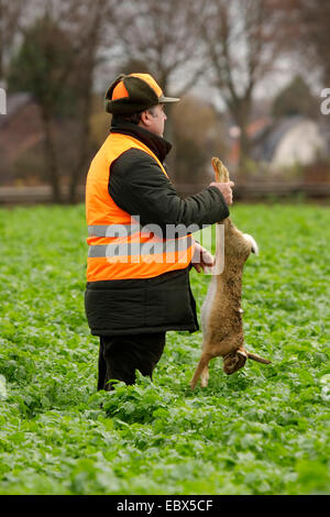 Lièvre d'Europe (Lepus europaeus), tireur d'un permanent battue dans un champ de plantes à feuillage tenant un lièvre pourchassé par les pattes, Allemagne Banque D'Images