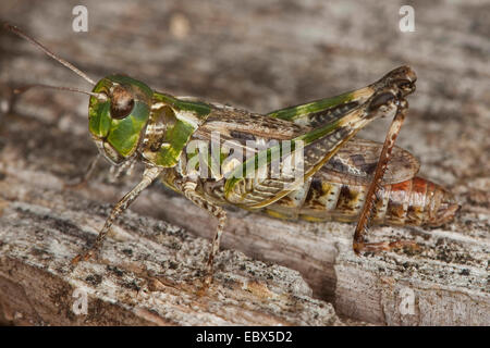 Sauterelle (tacheté Myrmeleotettix maculatus, Gomphocerus maculatus), femme assise sur le bois, Allemagne Banque D'Images