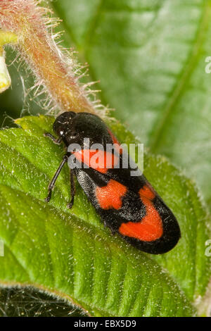 Noir et rouge (Cercopis froghopper Cercopis vulnerata, sanguinea), assis sur une feuille, Allemagne Banque D'Images