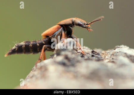 Staphylin (Staphylinus caesareus), assis sur un rocher, l'Allemagne, Rhénanie-Palatinat Banque D'Images