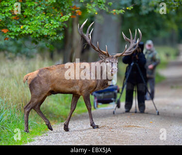 Red Deer (Cervus elaphus) stag, traverser un chemin forestier avec la nature des photographes à l'arrière-plan, le Danemark Banque D'Images