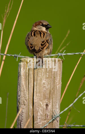 Moineau domestique (Passer domesticus), assis sur un sol en bois post, Pays-Bas, Texel Banque D'Images