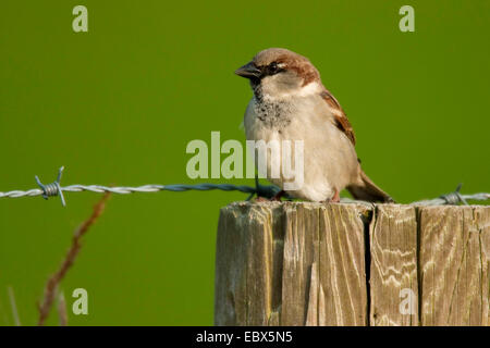 Moineau domestique (Passer domesticus), assis sur un sol en bois post, Pays-Bas, Texel Banque D'Images