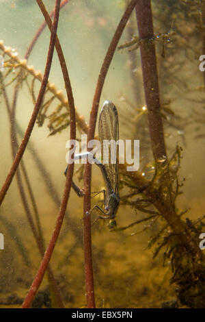 Lestes vert émeraude, libellule (Lestes sponsa), femelle pondre des œufs sous l'eau, l'Allemagne, Rhénanie-Palatinat Banque D'Images