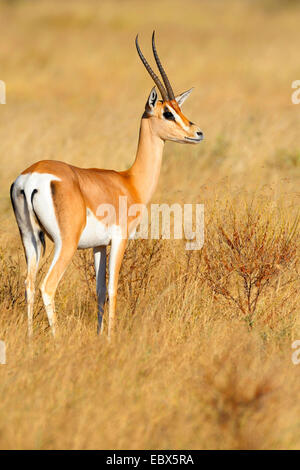 Grant's (Gazella granti), dans son habitat, dans la lumière du matin, Kenya, Samburu National Reserve Banque D'Images